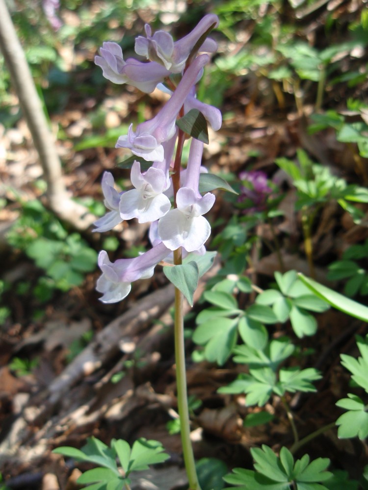 Corydalis cava